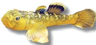 Desert Goby Gold (Chlamydogobius eremius) verified source-style product image - view 5