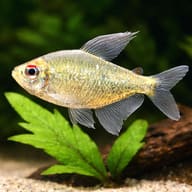 Diamond Tetras — South American Tetra — close view showing fin and scale detail — representative image - view 4