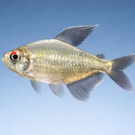 Diamond Tetras — South American Tetra — side profile on a plain background — representative image - view 3