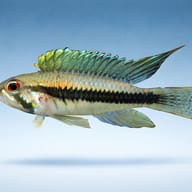 Diplotaenia Dwarf Cichlid — side profile on a plain background — representative image - view 3