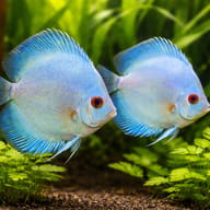 Discus blue diamant — pair in a planted aquarium — representative image - view 2