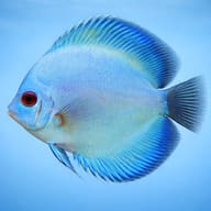 Discus blue diamant — side profile on a plain background — representative image - view 3