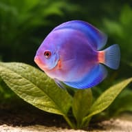 Discus blue — close view showing fin and scale detail — representative image - view 4