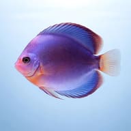 Discus blue — side profile on a plain background — representative image - view 3