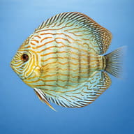 Discus blue turquoise — side profile on a plain background — representative image - view 3