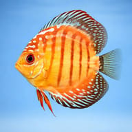 Discus brown — side profile on a plain background — representative image - view 3