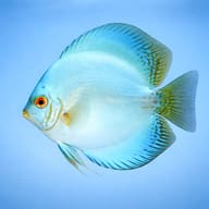 Discus cobalt — side profile on a plain background — representative image - view 3