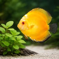 Discus golden pigeon — close view showing fin and scale detail — representative image - view 4