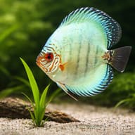 Pale blue discus with orange facial markings beside an aquarium plant - view 4