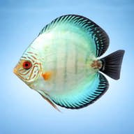 Side view of a pale blue discus with orange facial markings - view 3