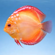 Discus pigeon blood — side profile on a plain background — representative image - view 3
