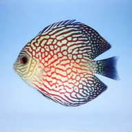 Discus red pearl — side profile on a plain background — representative image - view 3