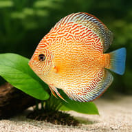 Discus red snake skin — close view showing fin and scale detail — representative image - view 4