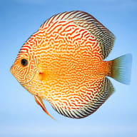Discus red snake skin — side profile on a plain background — representative image - view 3