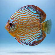 Discus royal blue — side profile on a plain background — representative image - view 3