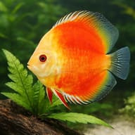Discus yellow face red marlboro — close view showing fin and scale detail — representative image - view 4