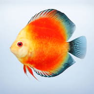 Discus yellow face red marlboro — side profile on a plain background — representative image - view 3