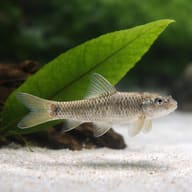 Illustrative Garra rufa beside broad-leaf aquarium plants — representative image - view 4