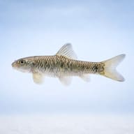 Illustrative side profile of Garra rufa showing its elongated body — representative image - view 3