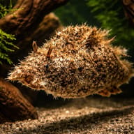 Marine Aquarium Livestock — Dolabella auricularia Sea Hare — representative image - view 1