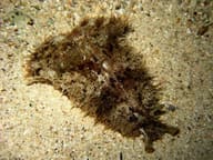Dolabella auricularia sea hare marine invertebrate on a white background - view 5