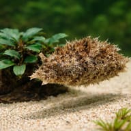 Marine Aquarium Livestock — Dolabella auricularia Sea Hare — close view showing fin and scale detail — representative image - view 4