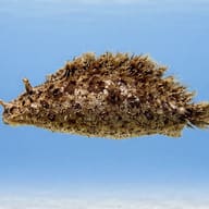 Marine Aquarium Livestock — Dolabella auricularia Sea Hare — side profile on a plain background — representative image - view 3