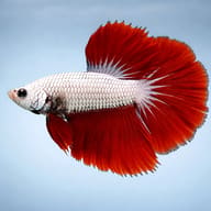 Dragon Scale Betta — side profile on a plain background — representative image - view 3