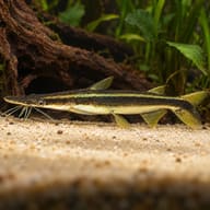 Juvenile duckbill catfish (Sorubim lima) with a dark lateral stripe over sand — representative image - view 1