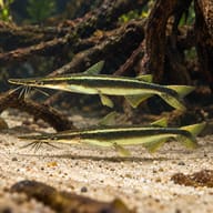 Two juvenile duckbill catfish (Sorubim lima) over sand near roots — representative image - view 3