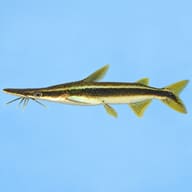 Duckbill catfish (Sorubim lima) side profile on a pale blue background — representative image - view 2