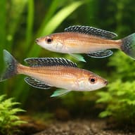 Dull Slender Cichlid Paracyprichromis brieni in a Tanganyika aquarium — pair in a planted aquarium — representative image - view 2