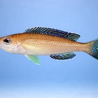 Dull Slender Cichlid Paracyprichromis brieni in a Tanganyika aquarium — side profile on a plain background - view 3
