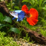 Male Dumbo Ear Red Tail guppy with oversized pectoral fins, a platinum-blue body and a large red tail in a planted aquarium - view 1