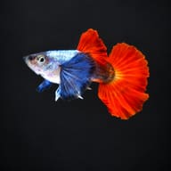 Male Dumbo Ear Red Tail guppy on a dark background, showing the large dumbo pectoral fins and bright red tail - view 2