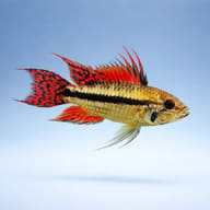 Cacadu Dwarf Cichlid double red (Apistogramma cacatuoides double r) side profile on a plain background - view 3
