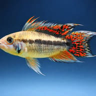 Cacadu Dwarf Cichlid orange (Apistogramma cacatuoides orange) side profile on a plain background - view 3