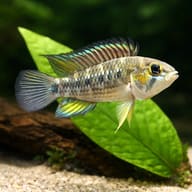 Cruzi Dwarf Cichlid (Apistogramma cruzi) close view beside an aquarium plant - view 4
