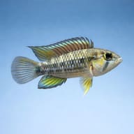 Cruzi Dwarf Cichlid (Apistogramma cruzi) side profile on a plain background - view 3