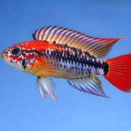 Red-Tailed Dwarf Cichlid red mask (Apistogramma macmasteri red mask) side profile on a plain background - view 3