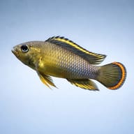 Nijsseni's Dwarf Cichlid (Apistogramma nijsseni) side profile on a plain background - view 3
