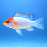 Electric Blue Ram (Papiliochromis ramirezi electric blue) side profile on a plain background - view 3
