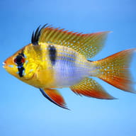 Representative side view of a Balloon Ram showing its domestic short-bodied form — representative image - view 3