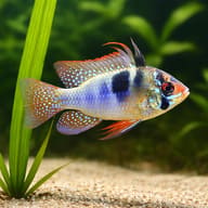 Planted-aquarium illustration of an Assorted Ram Cichlid; not a stock photograph - view 5