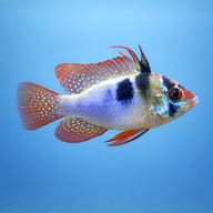 Side-profile illustration of an Assorted Ram Cichlid; markings may vary - view 4
