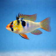 Asia Form Ram Cichlid in side profile with a yellow head, black blotches and blue spots - view 3