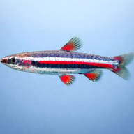 Close view of a Dwarf Pencilfish showing its slim striped body and red fin markings - view 3
