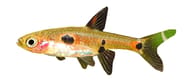 Olive-gold rasbora with black spots and a green-tipped tail on white - view 5