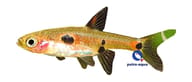 Dwarf Rasbora Boraras maculatus supplier - view 5