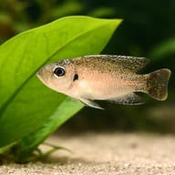 Dwarf Shell-Dweller, Brevis — close view showing fin and scale detail — representative image - view 4
